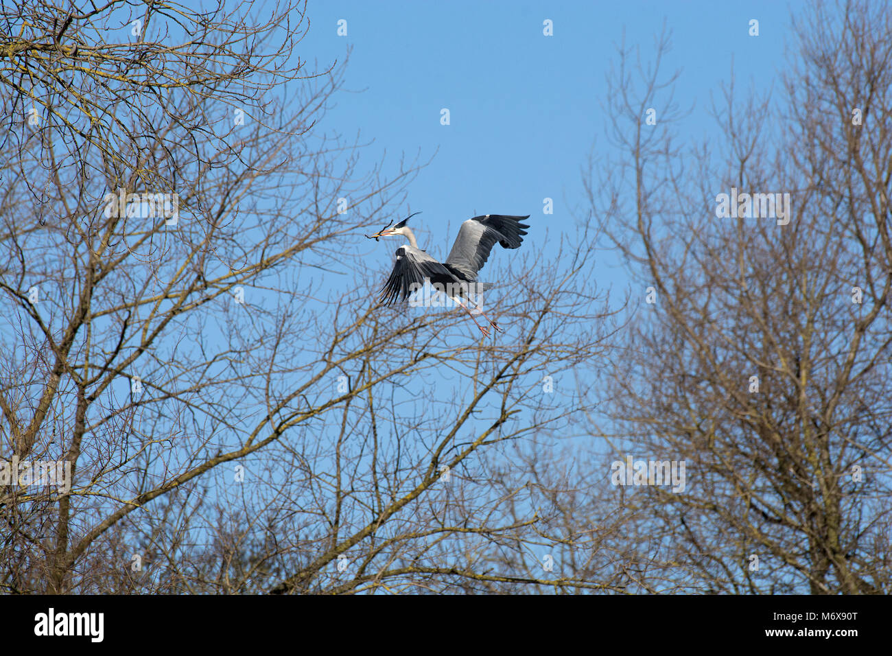 Graureiher Ardea cinerea, fliegen in Bäumen mit Nistmaterial in Lancashire, Großbritannien Stockfoto