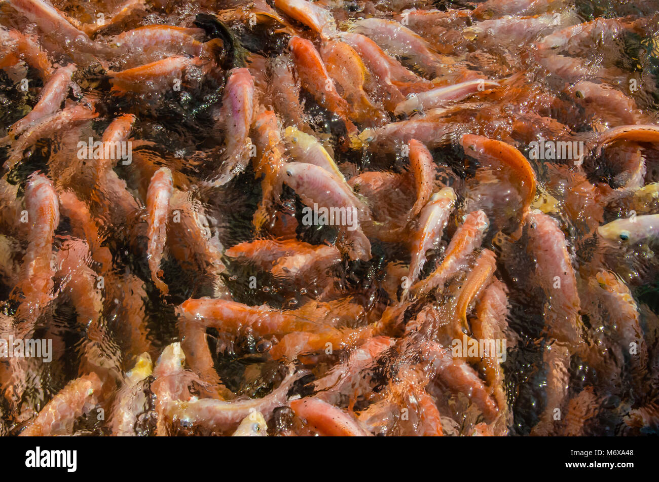 Fisch zu Fisch Farm in Ceylon. Eine Menge roter Buntbarsch