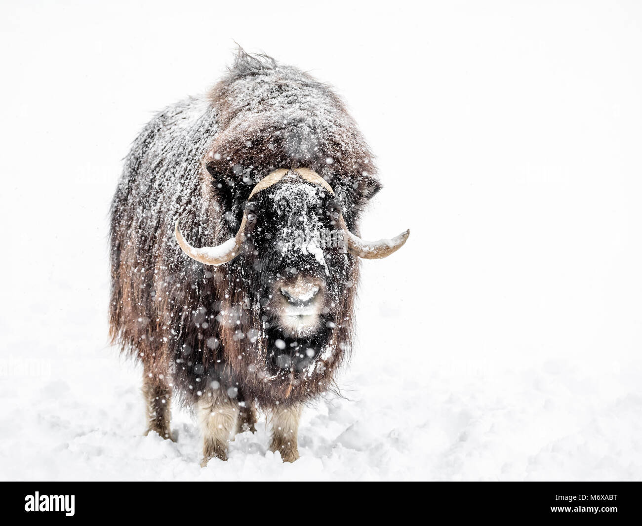 Muskox, Ovibos moschatus, in einem Winter Schneesturm, Manitoba, Kanada. Stockfoto