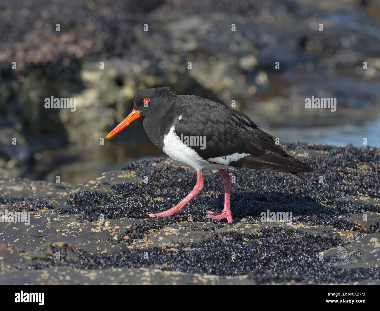 Pied Austernfischer Haematopus longirostris. Coles Bay Tasmanien Stockfoto