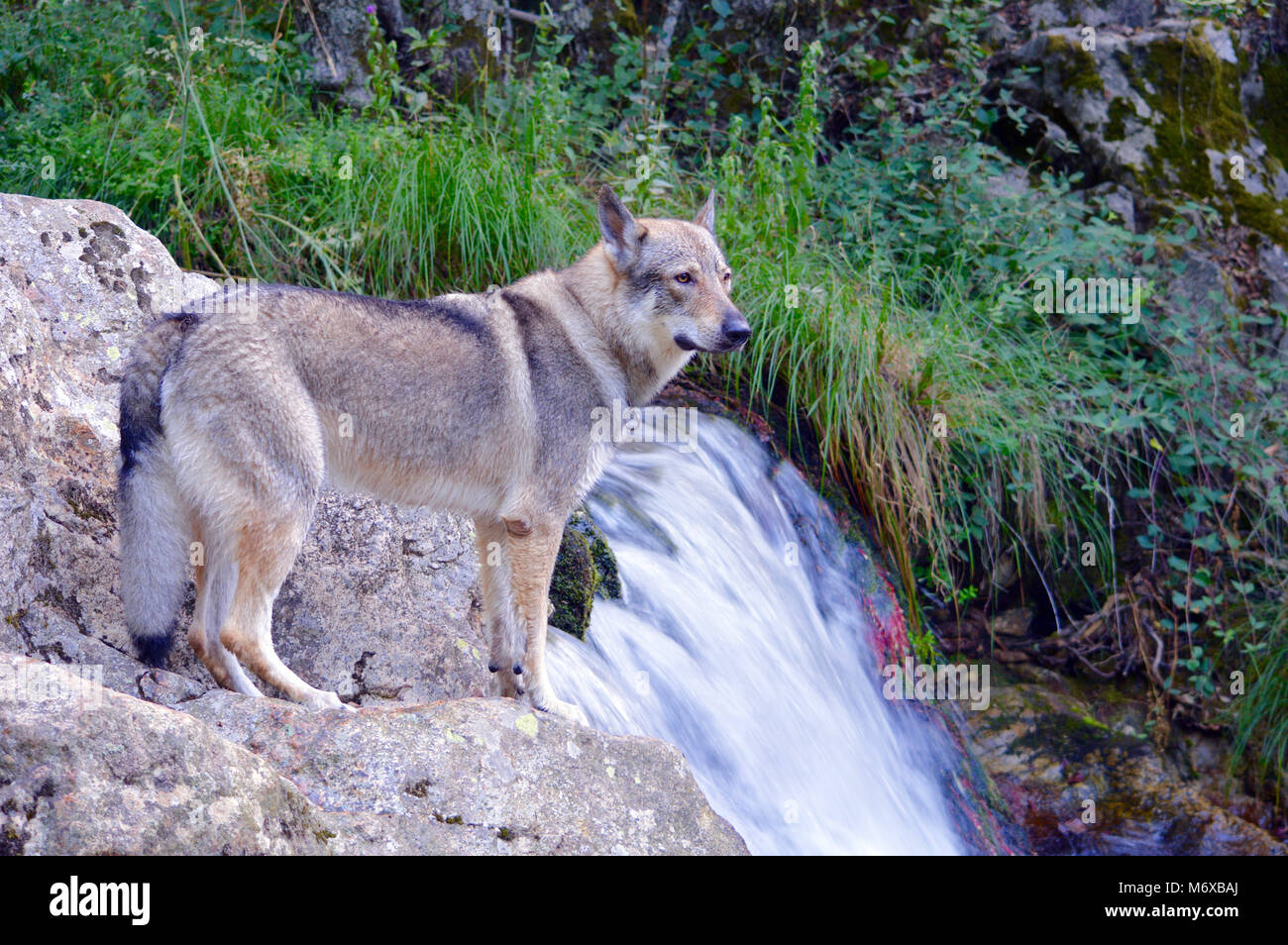 Tschechoslowakische Wolfshund in einem Stream. Stockfoto