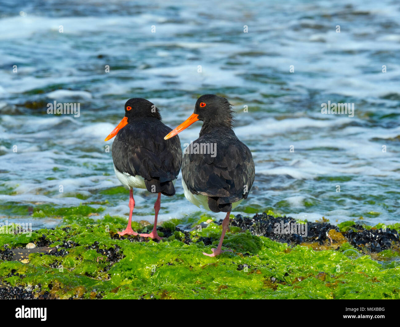 Pied Austernfischer Haematopus longirostris. Coles Bay Tasmanien Stockfoto