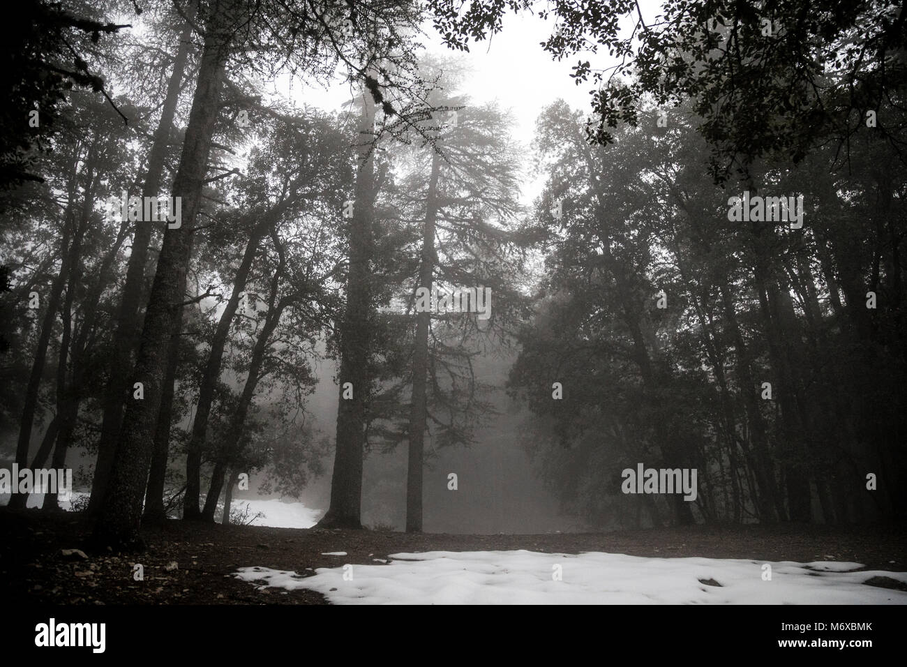 Nebligen Wald in Hagel und Regen in der Nähe von cedre Gouraud, Mittlerer Atlas, Marokko Stockfoto