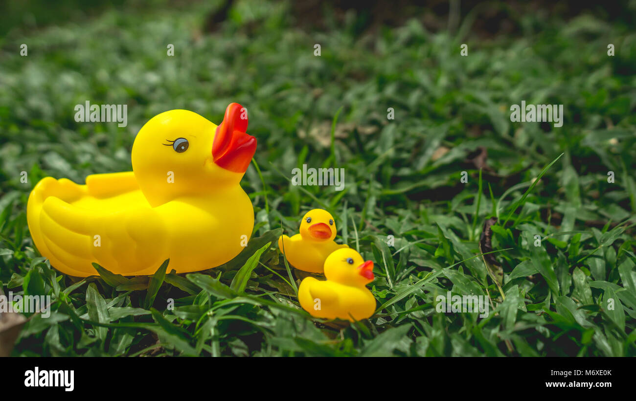 Gelbe gummiente und die Entenküken mit grünem Gras als Hintergrund. Parenting und Konzept pflegen Stockfoto