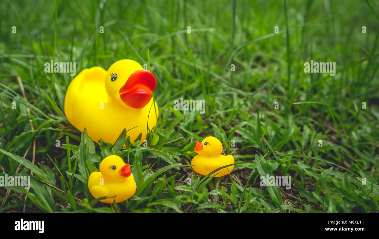 Gelbe gummiente und die Entenküken mit grünem Gras als Hintergrund. Parenting und Konzept pflegen Stockfoto