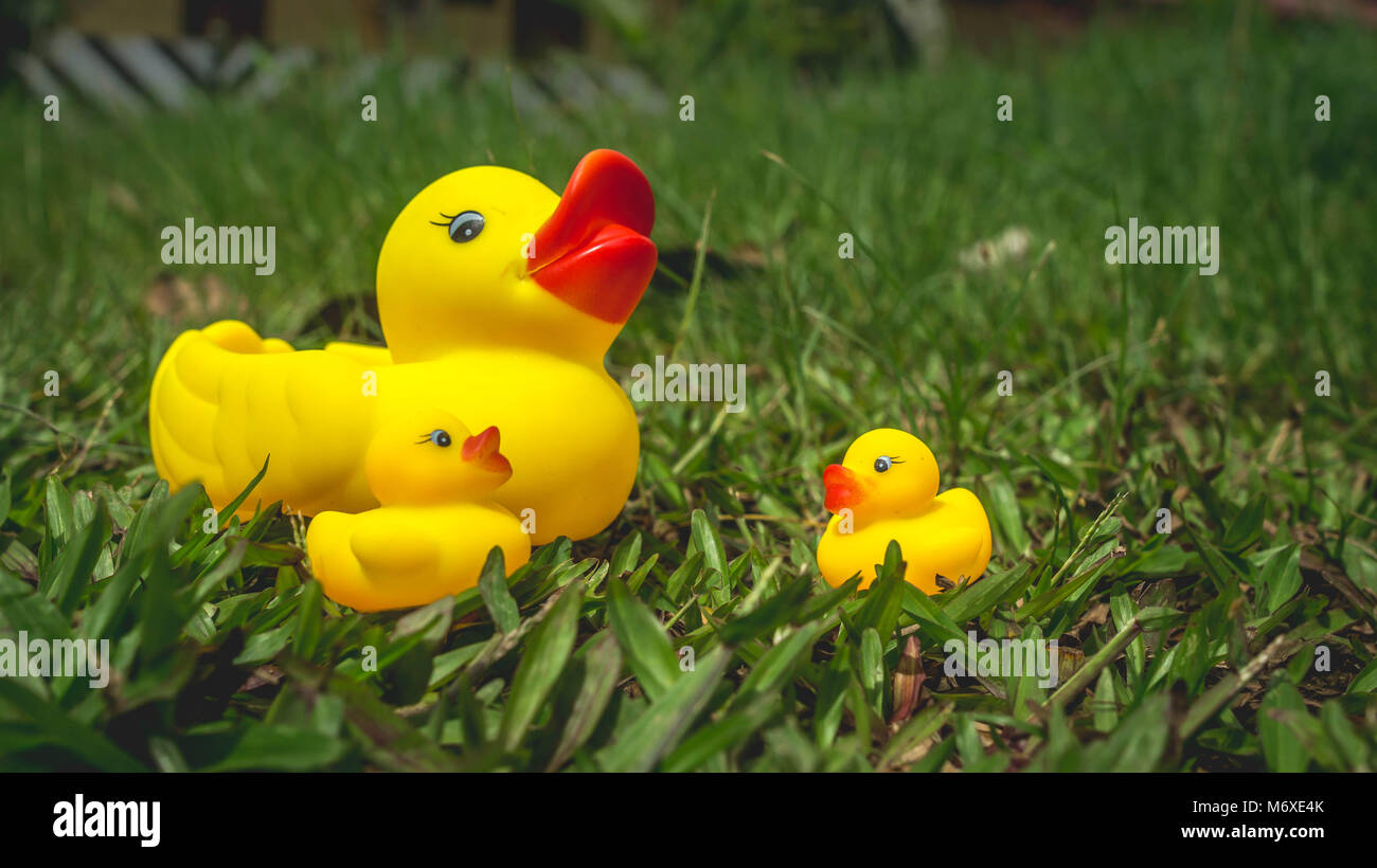 Gelbe gummiente und die Entenküken mit grünem Gras als Hintergrund. Parenting und Konzept pflegen Stockfoto