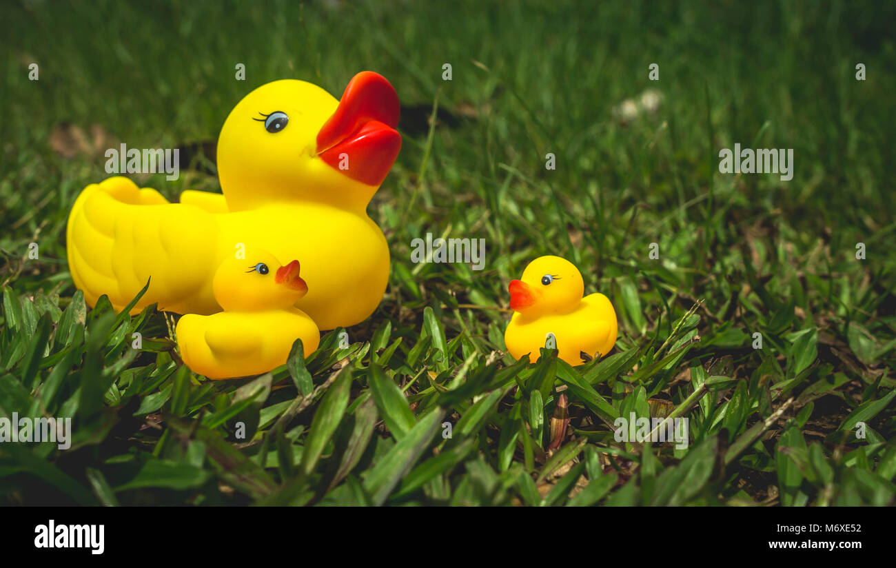 Gelbe gummiente und die Entenküken mit grünem Gras als Hintergrund. Parenting und Konzept pflegen Stockfoto