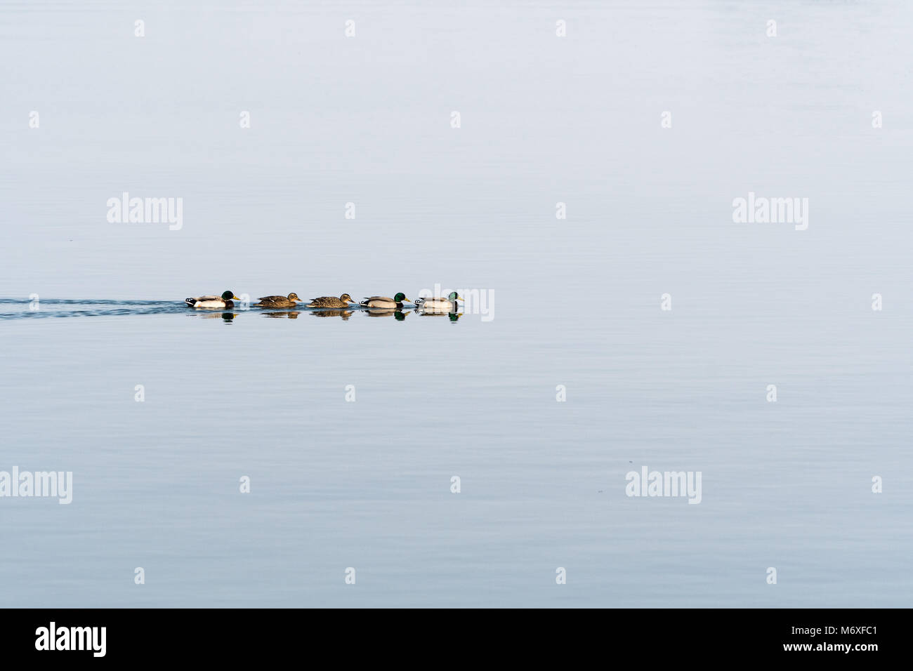 Bunte sonnenbeschienenen Stockenten schwimmen in einer Reihe in ruhigem Wasser Stockfoto