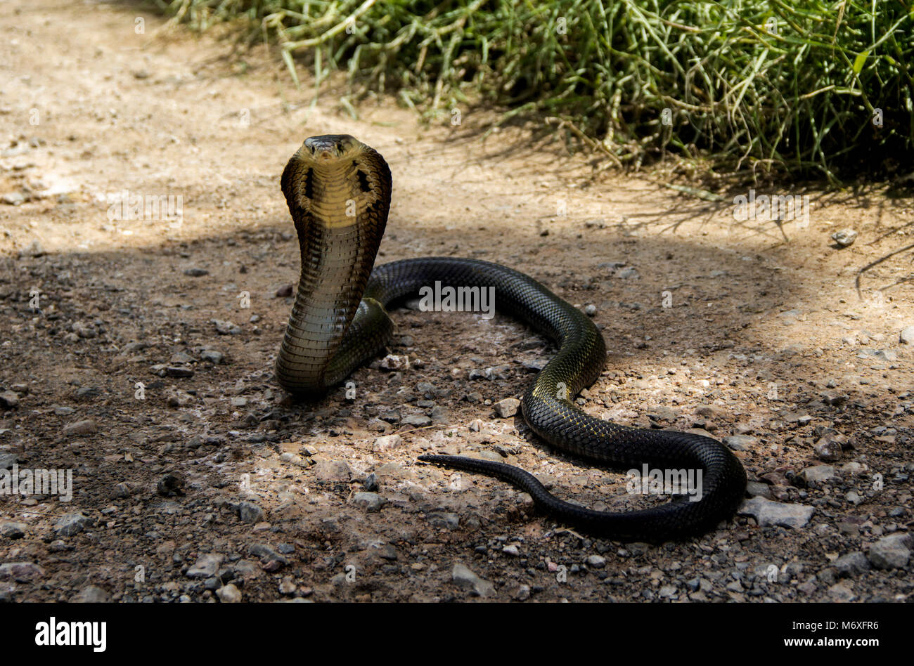 Schlange siamesische Kobra (Naja kaouthia) auf dem Boden in der Natur Stockfoto