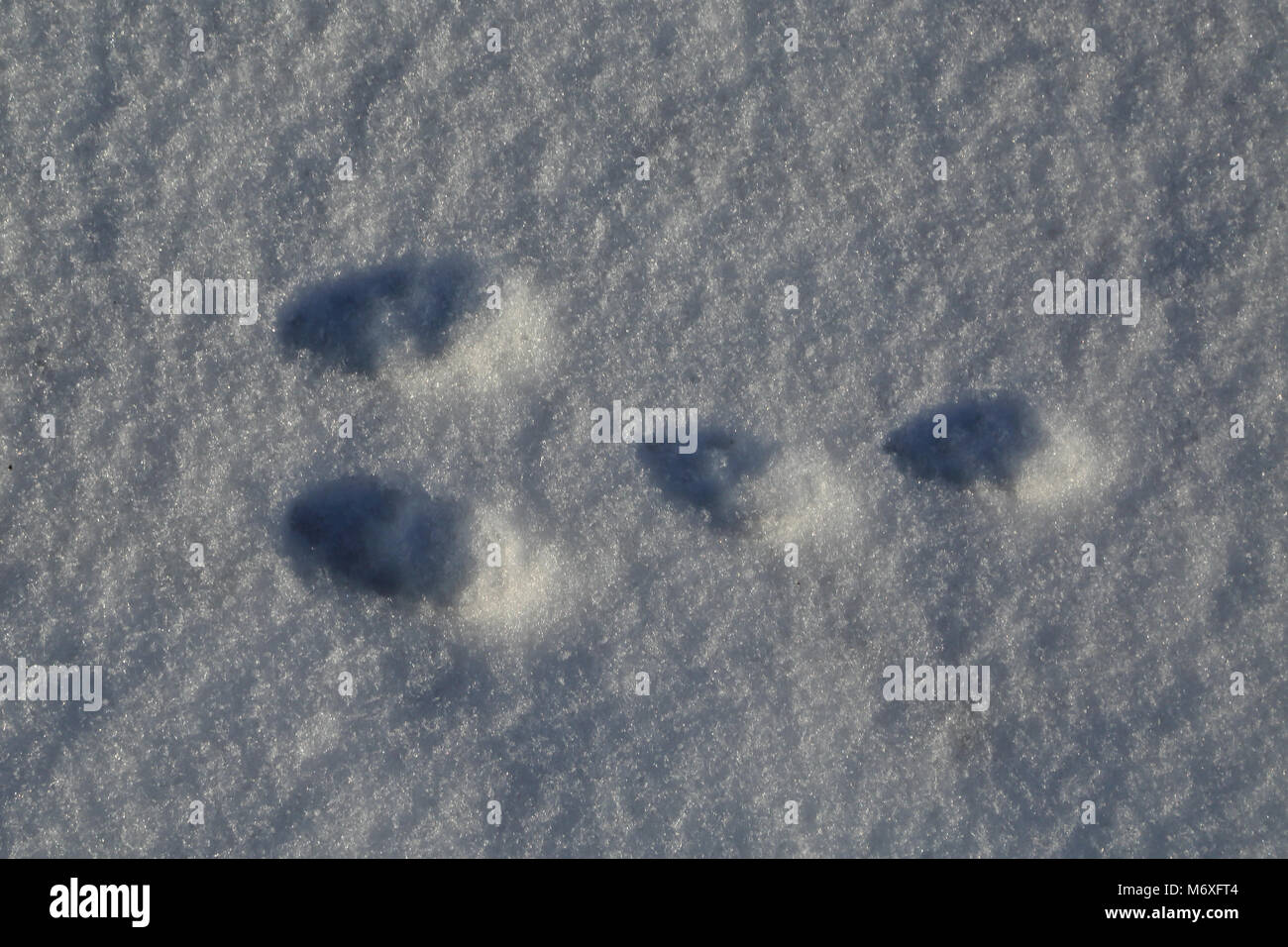 Hasenfußabdrücke im Schnee in Brabourne bei Ashford, Kent, England Stockfoto