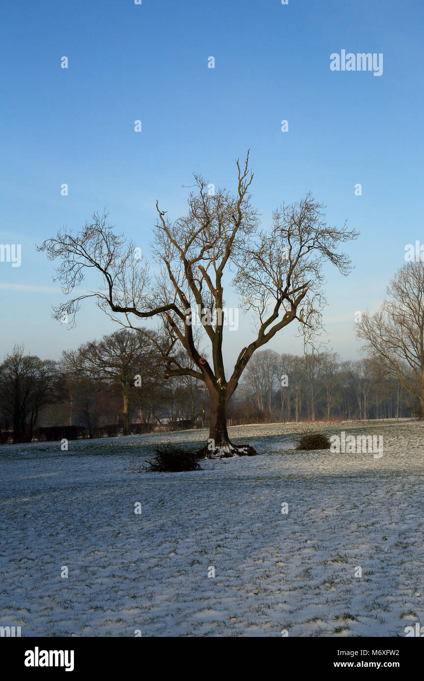 Blick auf Baum im Schnee auf einem Feld am Ortsrand von Brabourne Lees, Ashford, Kent, Vereinigtes Königreich Stockfoto