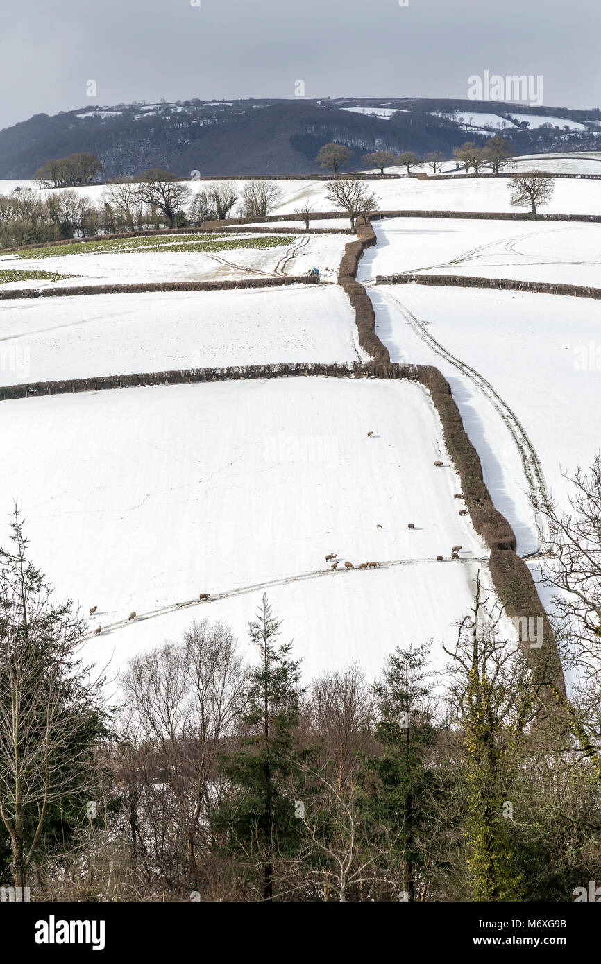 Hochland landwirtschaft auf dartmoor Fotos und Bildmaterial in hoher