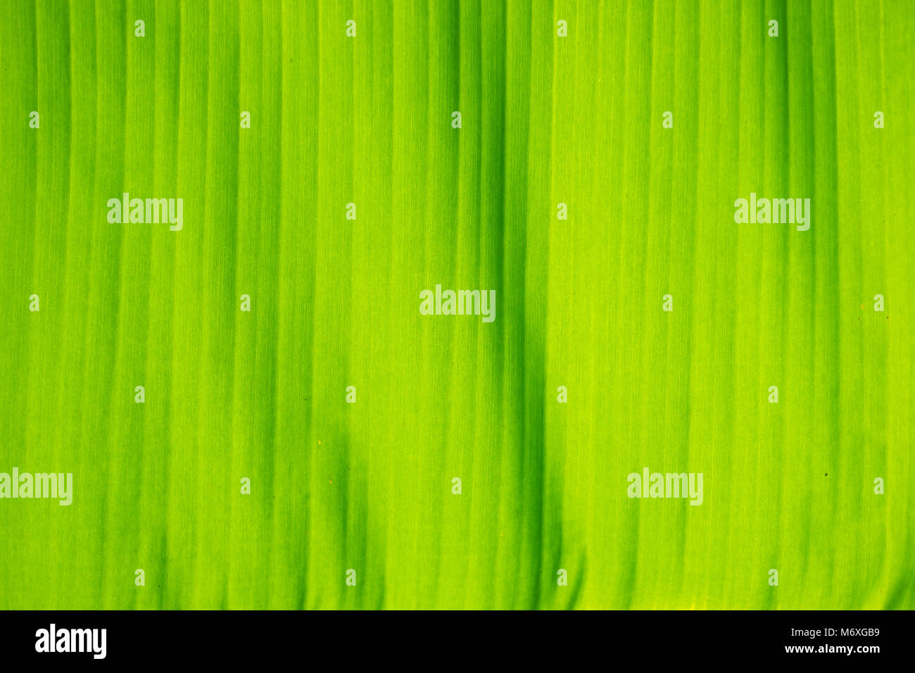 Schöne und bunte Bananenblättern als Hintergrund Stockfoto