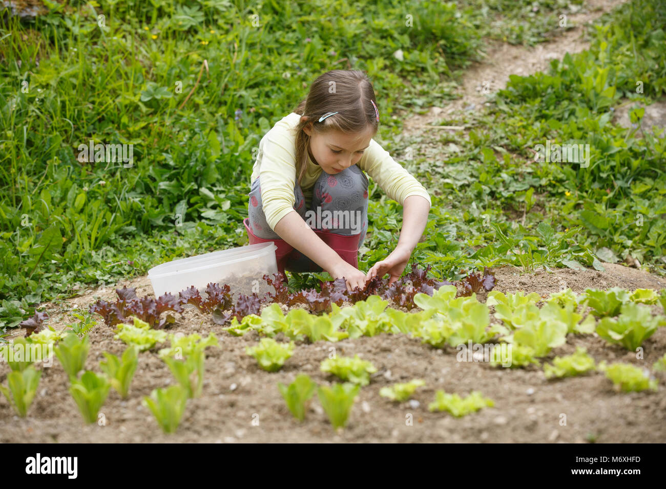 Kleines Mädchen das Einpflanzen von jungen Salat Sämlinge im Frühjahr, Hilfe bei der Gartenarbeit. Bildung für Leben, Home fun Konzept. Stockfoto