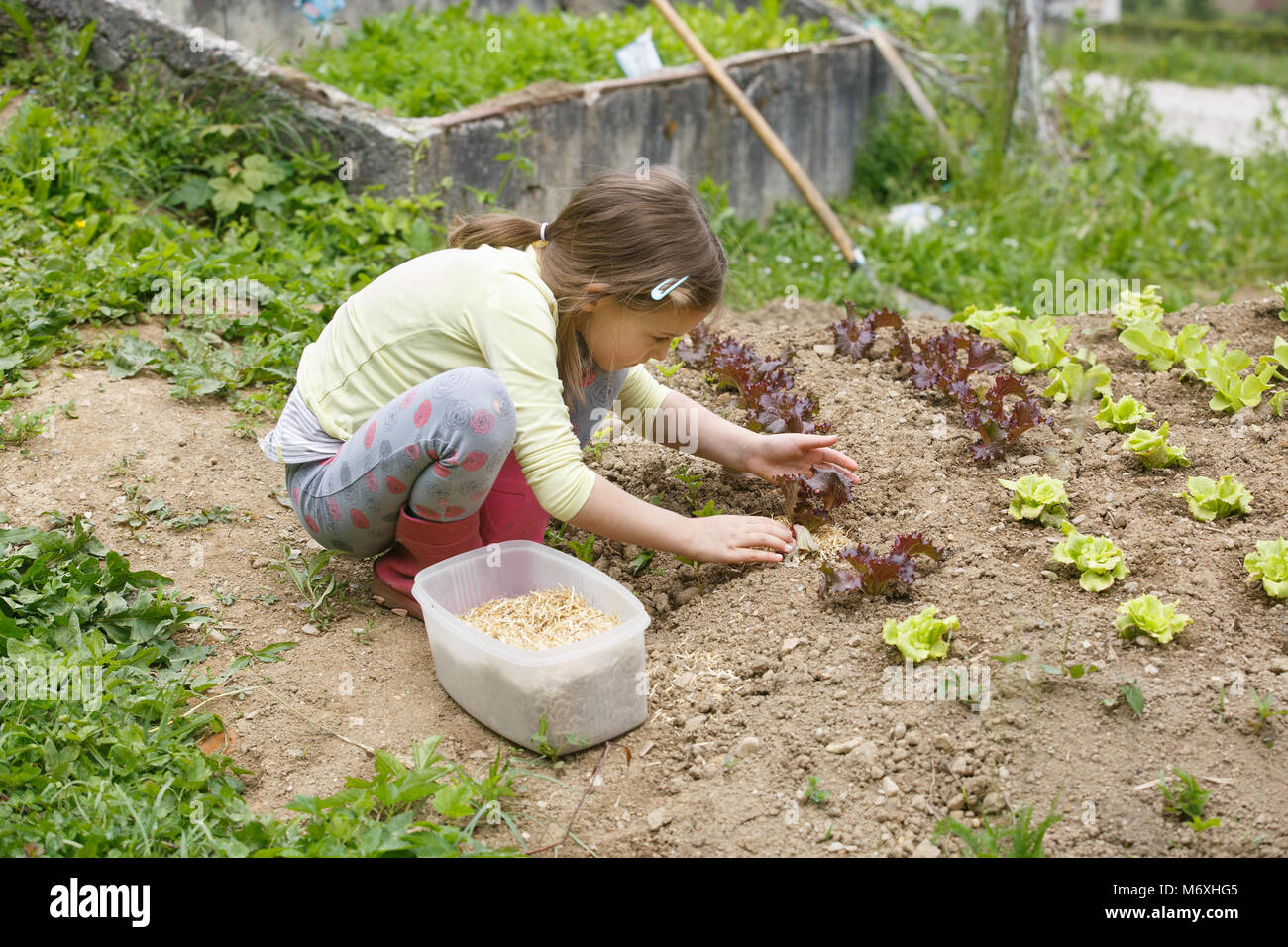 Kleines Mädchen das Einpflanzen von jungen Salat Sämlinge im Frühjahr, Hilfe bei der Gartenarbeit. Bildung für Leben, Home fun Konzept. Stockfoto