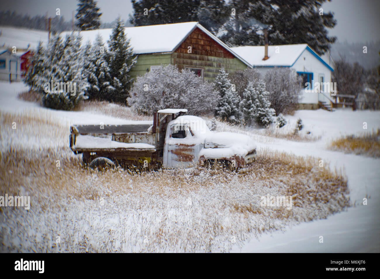 1953 Ford Dump Truck, in einem Feld mit Schnee bedeckt, in Philipsburg, Montana. Stockfoto