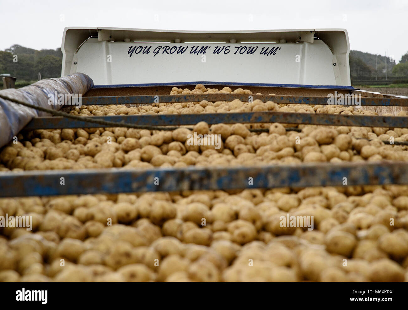 Bulk Kartoffeln auf einem Lkw auf einem Bauernhof, Ormskirk, Lancashire. Stockfoto