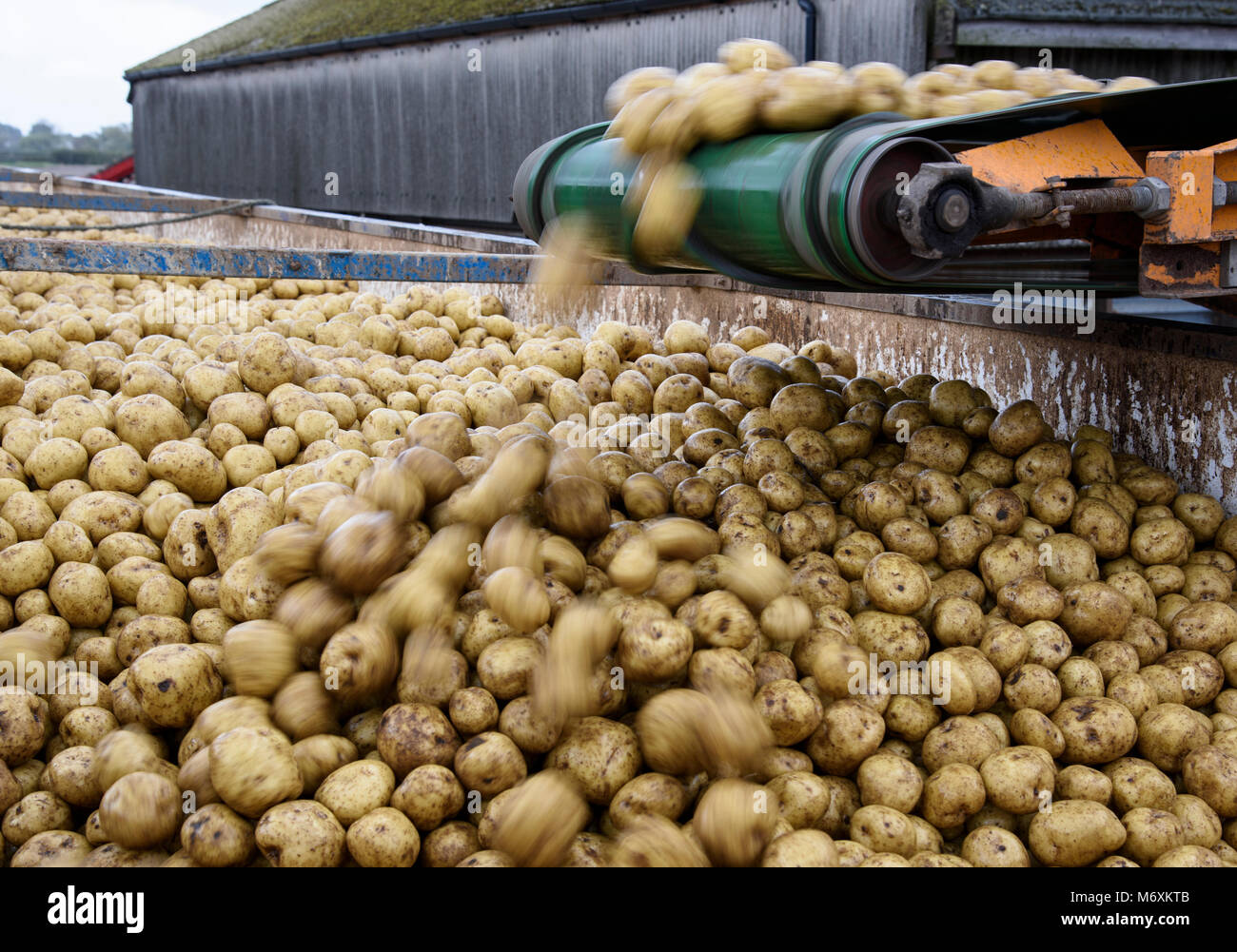 Laden von Kartoffeln auf einem Lkw auf einem Bauernhof, Ormskirk, Lancashire. Stockfoto