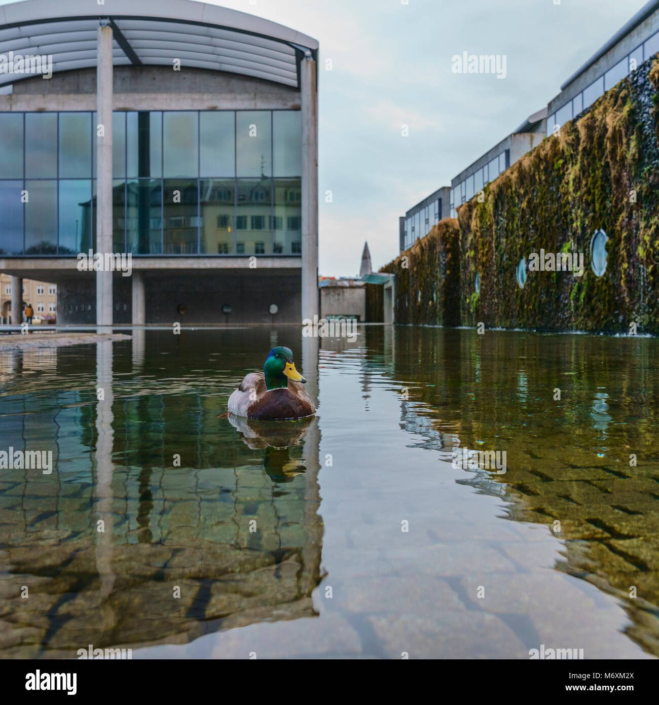 Stockente in einem kleinen Teich, Rathaus, Reykjavik, Island Stockfoto
