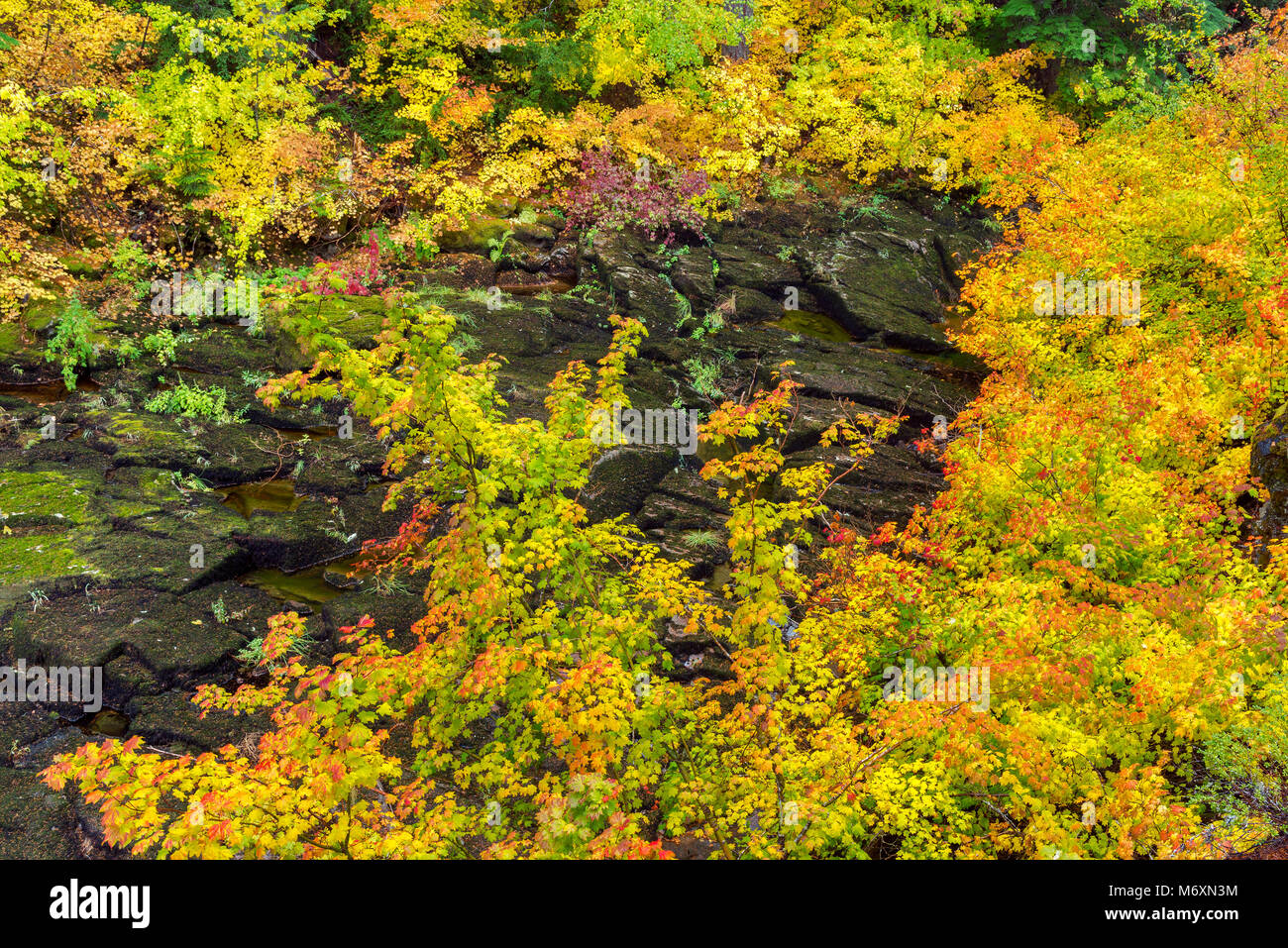 Weinstock Ahorn, Acer circinatum, obere McKenzie River National Recreation Trail, Willamette National Forest, Oregon Stockfoto