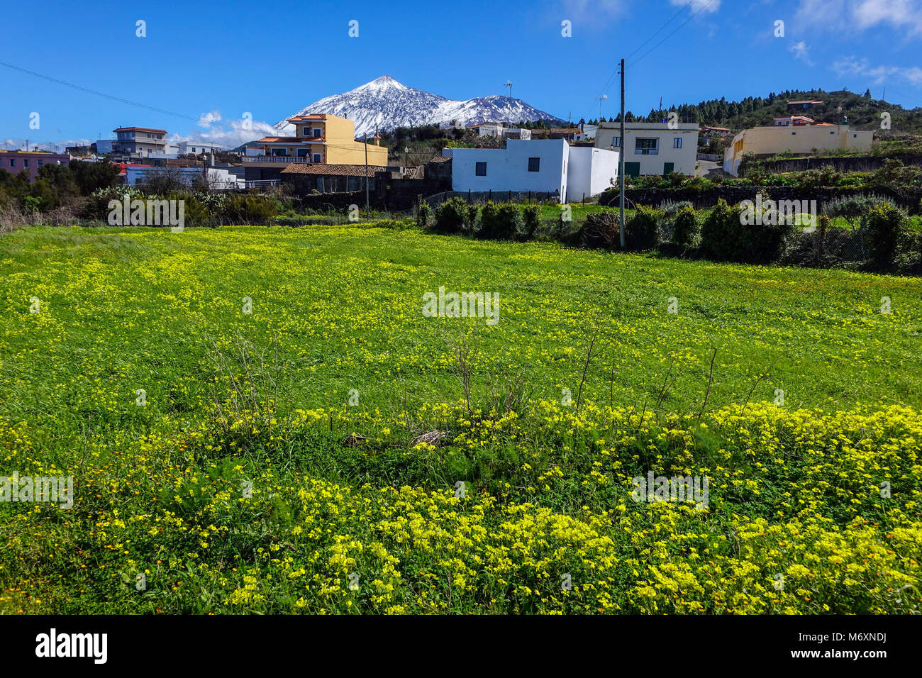 Schneebedeckten Berg El Tiede, erhebt sich über Icod de los Vinos, Teneriffa, Kanarische Inseln, Spanien Stockfoto