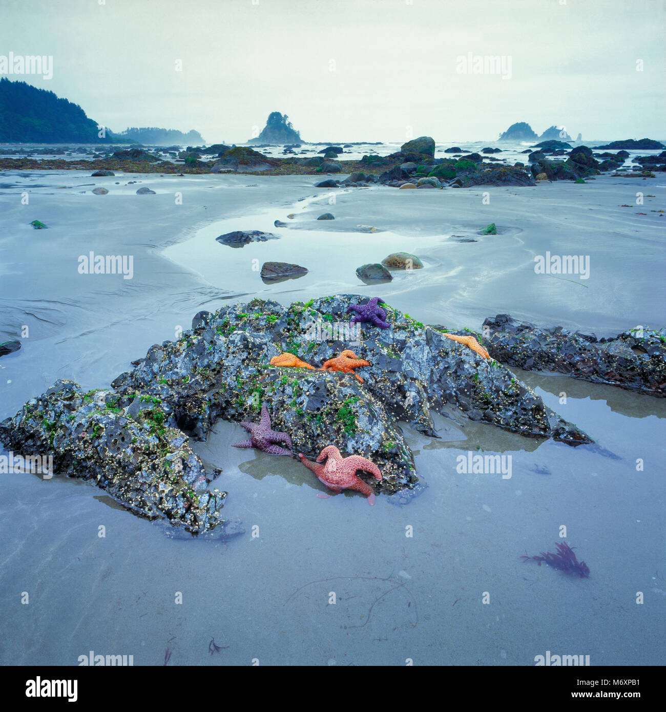 Gezeitentümpel, Ozette Strand, Olympic National Park, Washington Stockfoto