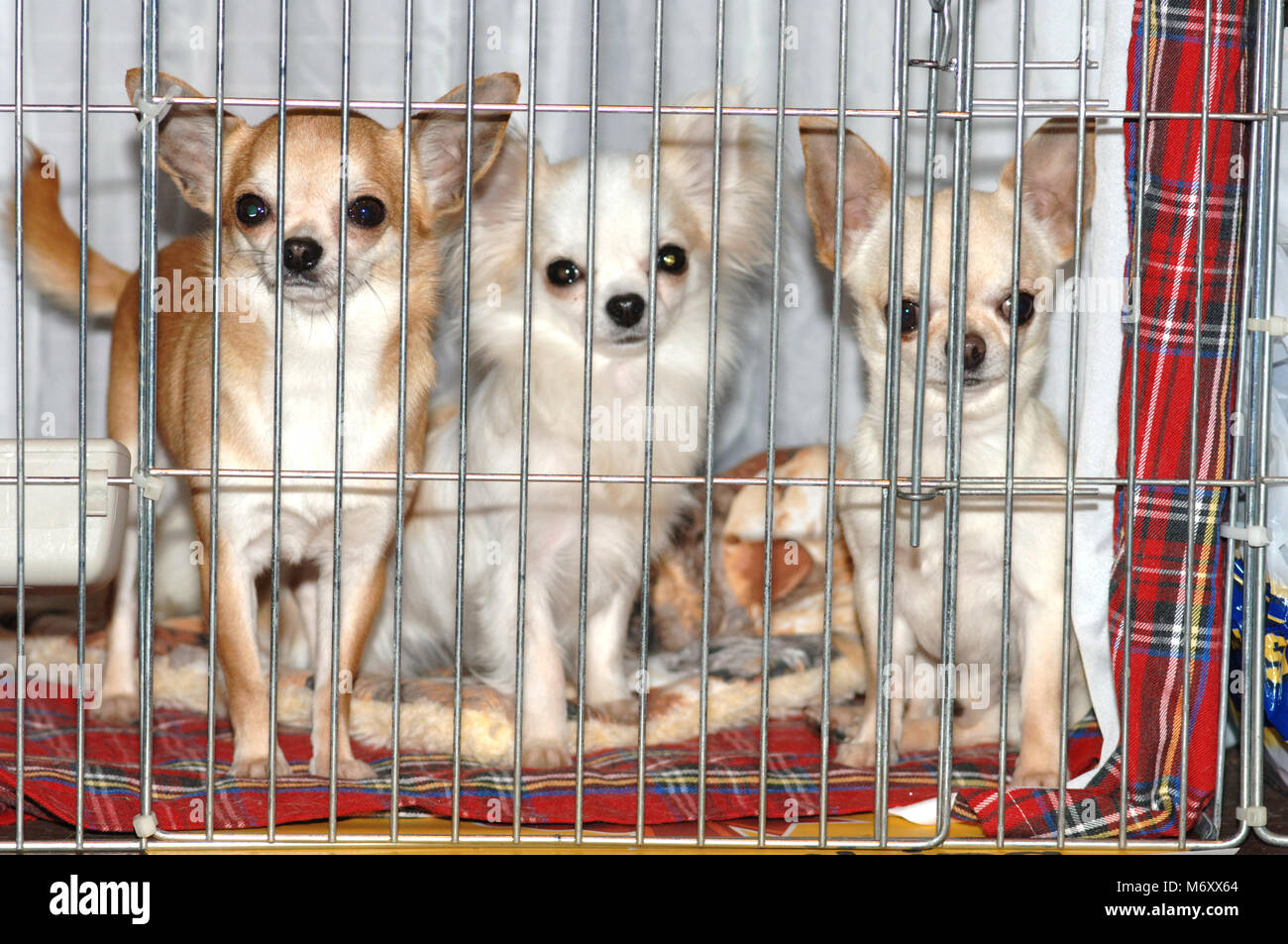 Die crufts Dog Show März 2006. Chihuahuas in einem Käfig. National Exhibition Centre, Birmingham, England. Stockfoto