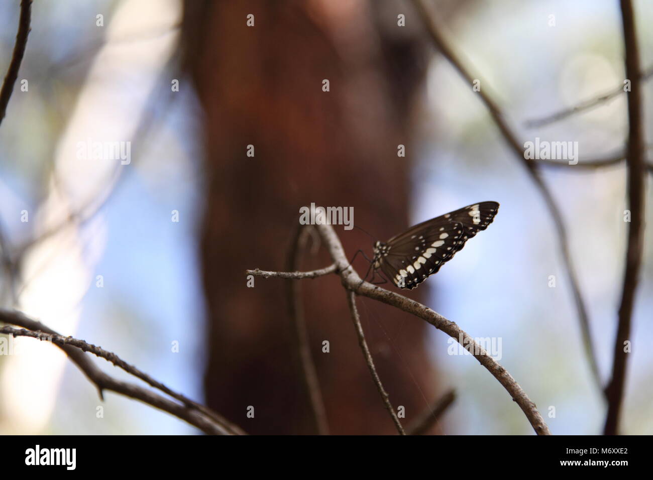 Gemeinsame Krähe Schmetterling (Euploea core) Stockfoto
