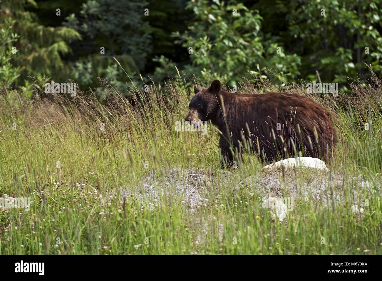 Schwarzer Bär in einem wilden. Whistler, Britisch-Kolumbien, Kanada. Canadian Wildlife Fotografiesammlung. Kanadischen Schwarzbären. Stockfoto