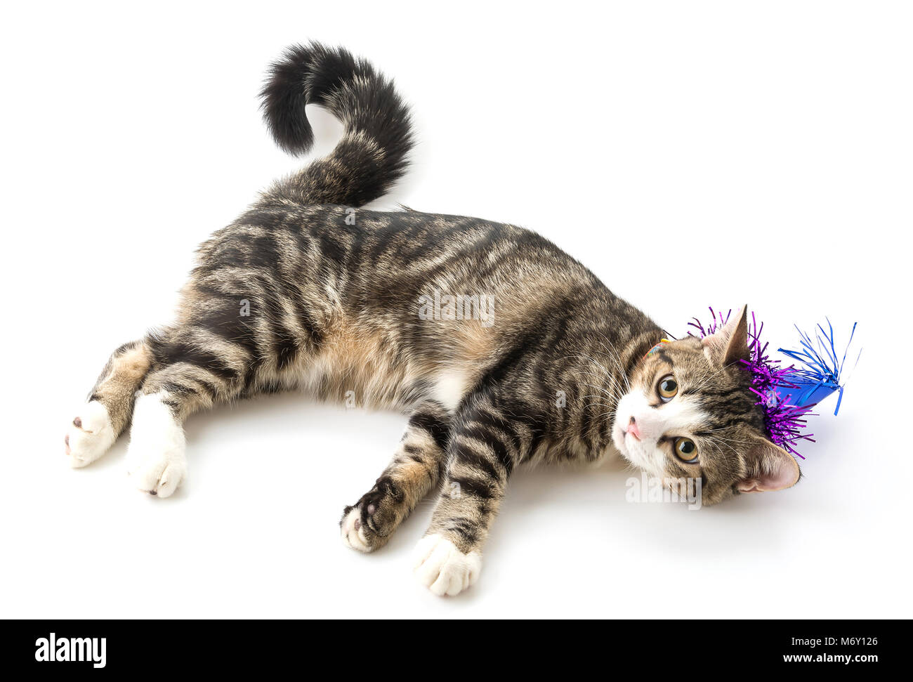 Katze mit Hut auf weißem Hintergrund Stockfoto