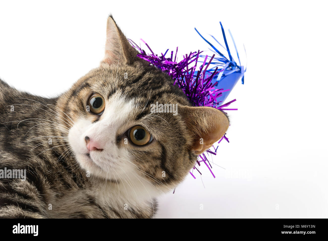 Katze mit Hut auf weißem Hintergrund Stockfoto