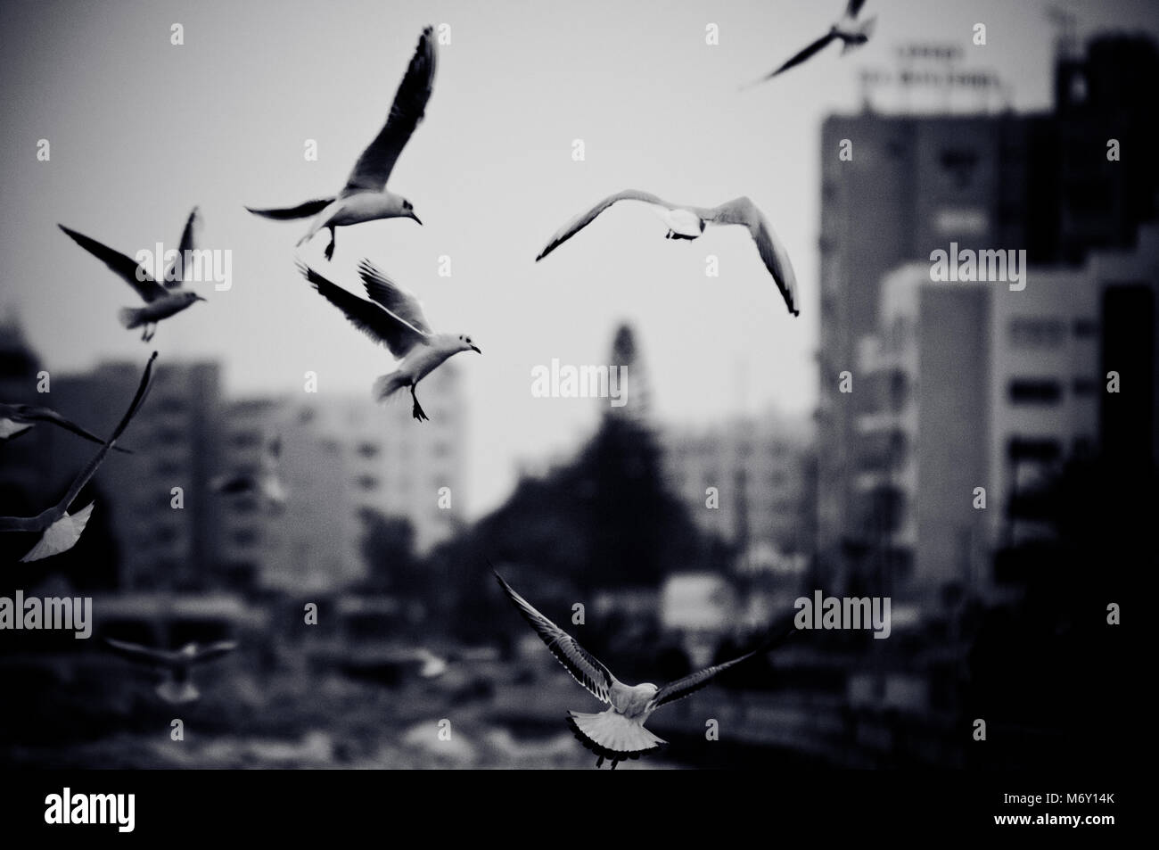 Stadtbild mit Möwen. Schwarz-weiß Foto mit Filmkorn Wirkung Stockfoto