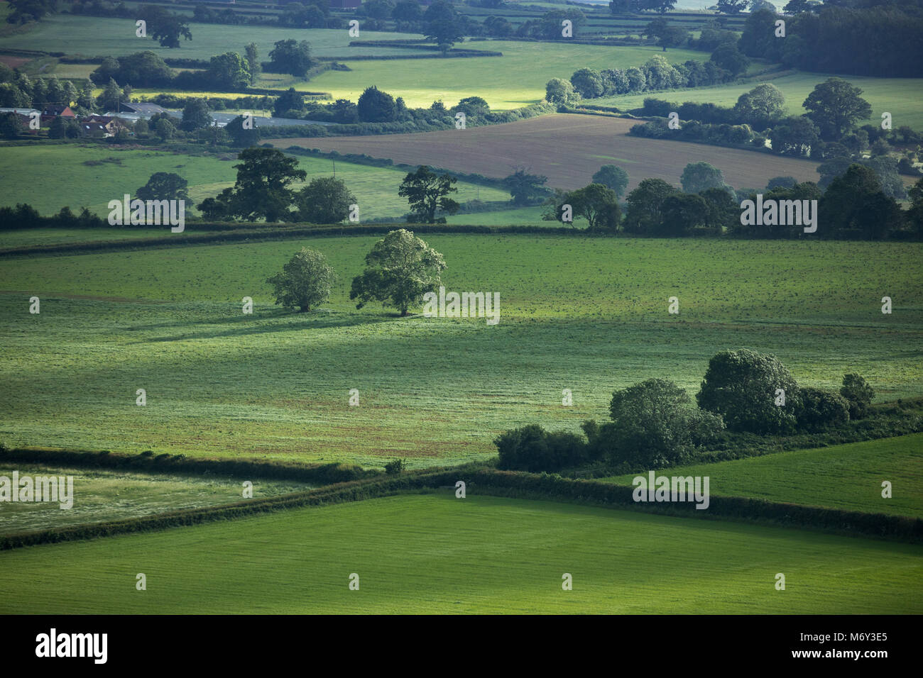 Ackerland in der Nähe von Corton Denham, Dorset, England, Großbritannien Stockfoto