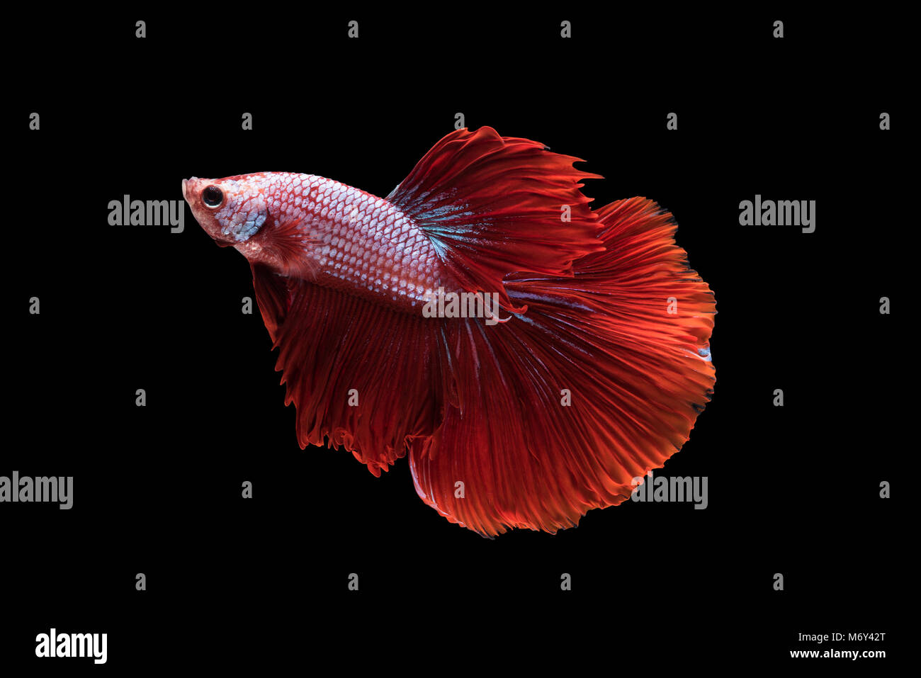 Rot Halfmoon Betta Splendens oder siamesische Kampffische auf schwarzem Hintergrund isoliert enthalten Schneidepfad, Plakat-Thailand Stockfoto