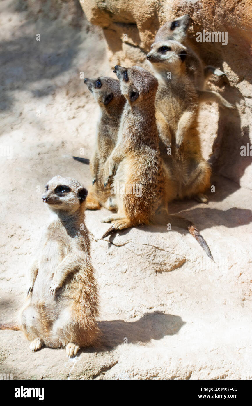 Suricate oder Erdmännchen (Suricata Suricatta) auf Steinen stehend Stockfoto