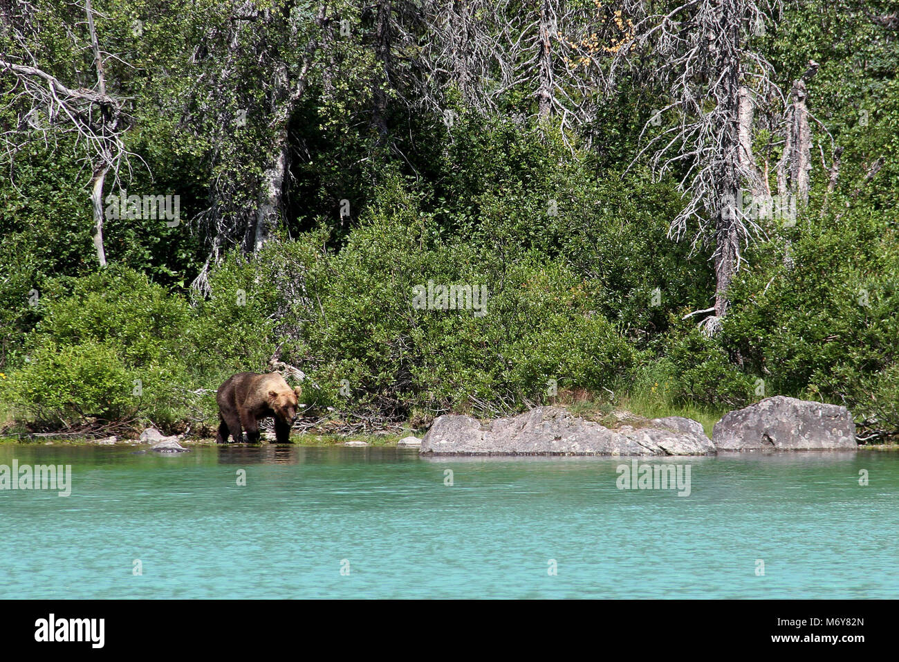 Brauner Bär im Crescent See. Wandern an der Küste ist nicht im Crescent See empfohlen, da dichte Vegetation an den Rand des Wassers in den meisten Orten erstreckt. Es kann sehr einfach sein, einen Bären in dieser Umgebung zu erschrecken. Stockfoto