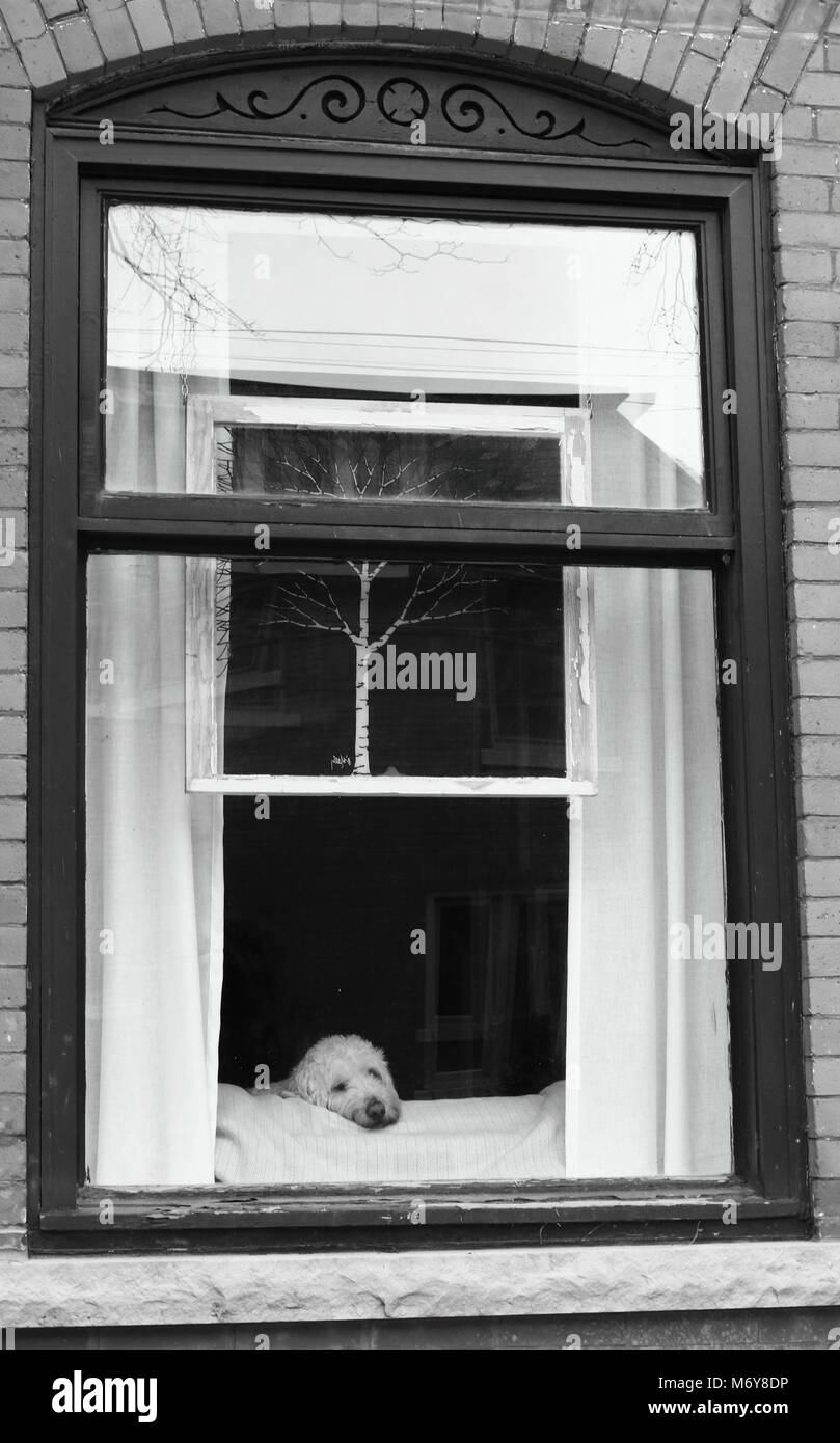 Hund blickt durch ein Fenster nach draußen Stockfoto