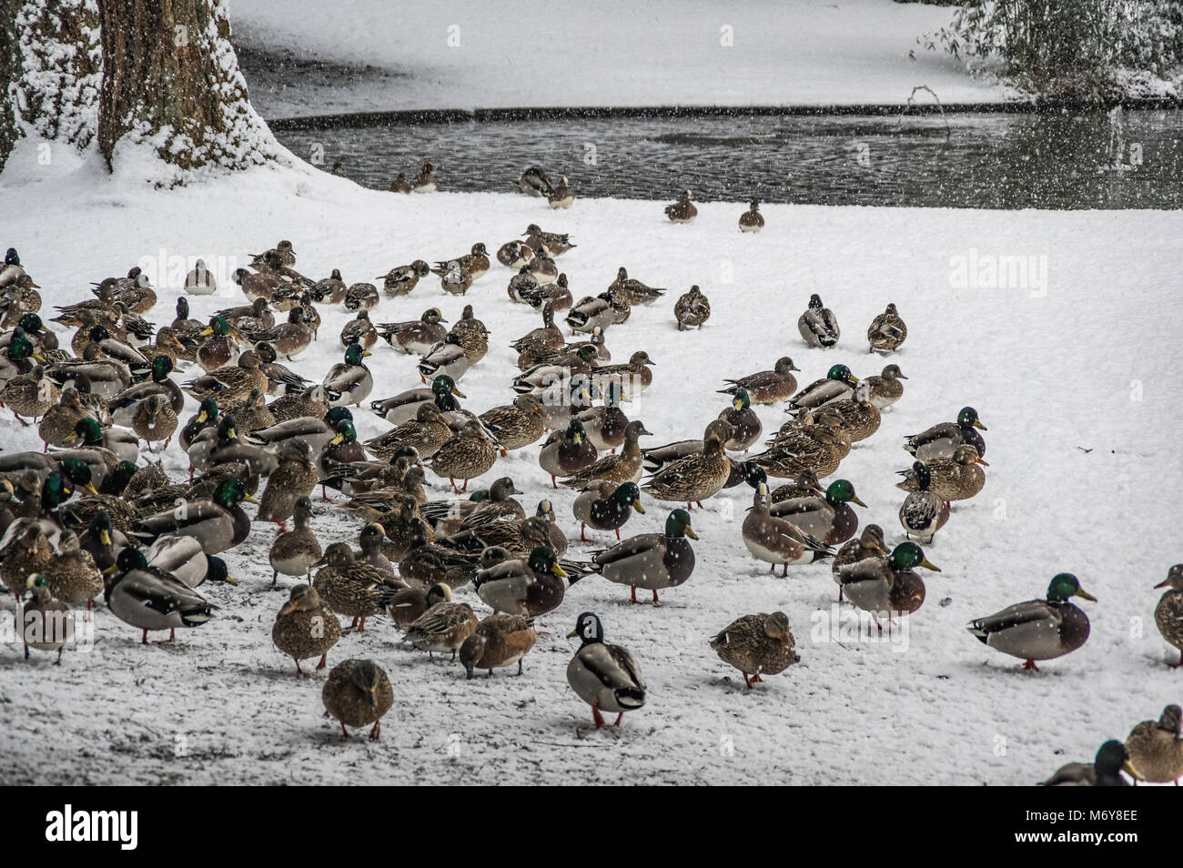 Enten in Beacon Hill Park in Victoria, B.C. Stockfoto