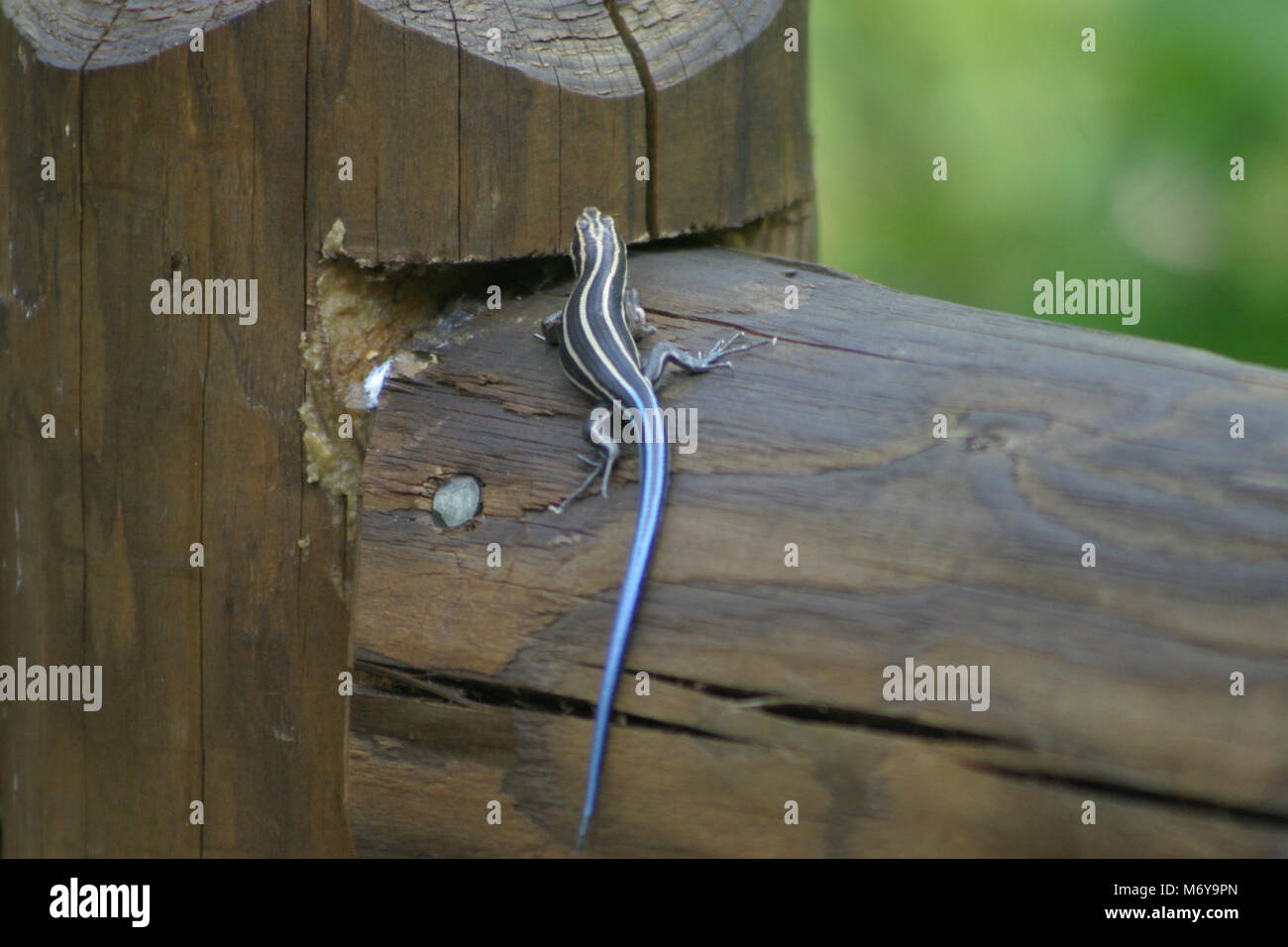 Kinder fünf gesäumten Skink. Eumeces fasciatus Stockfoto