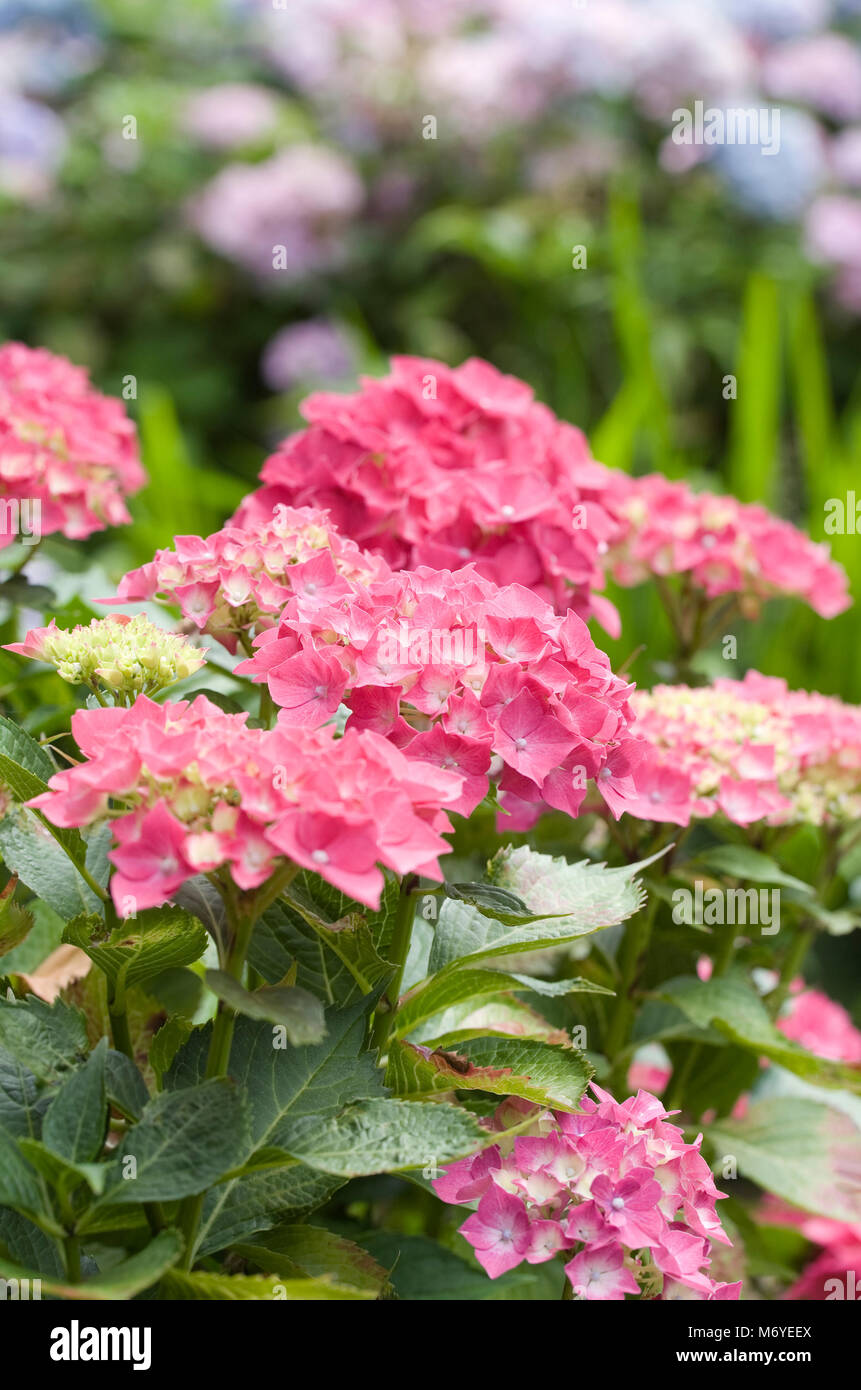 Hydrangea Macrophylla blüht. Stockfoto