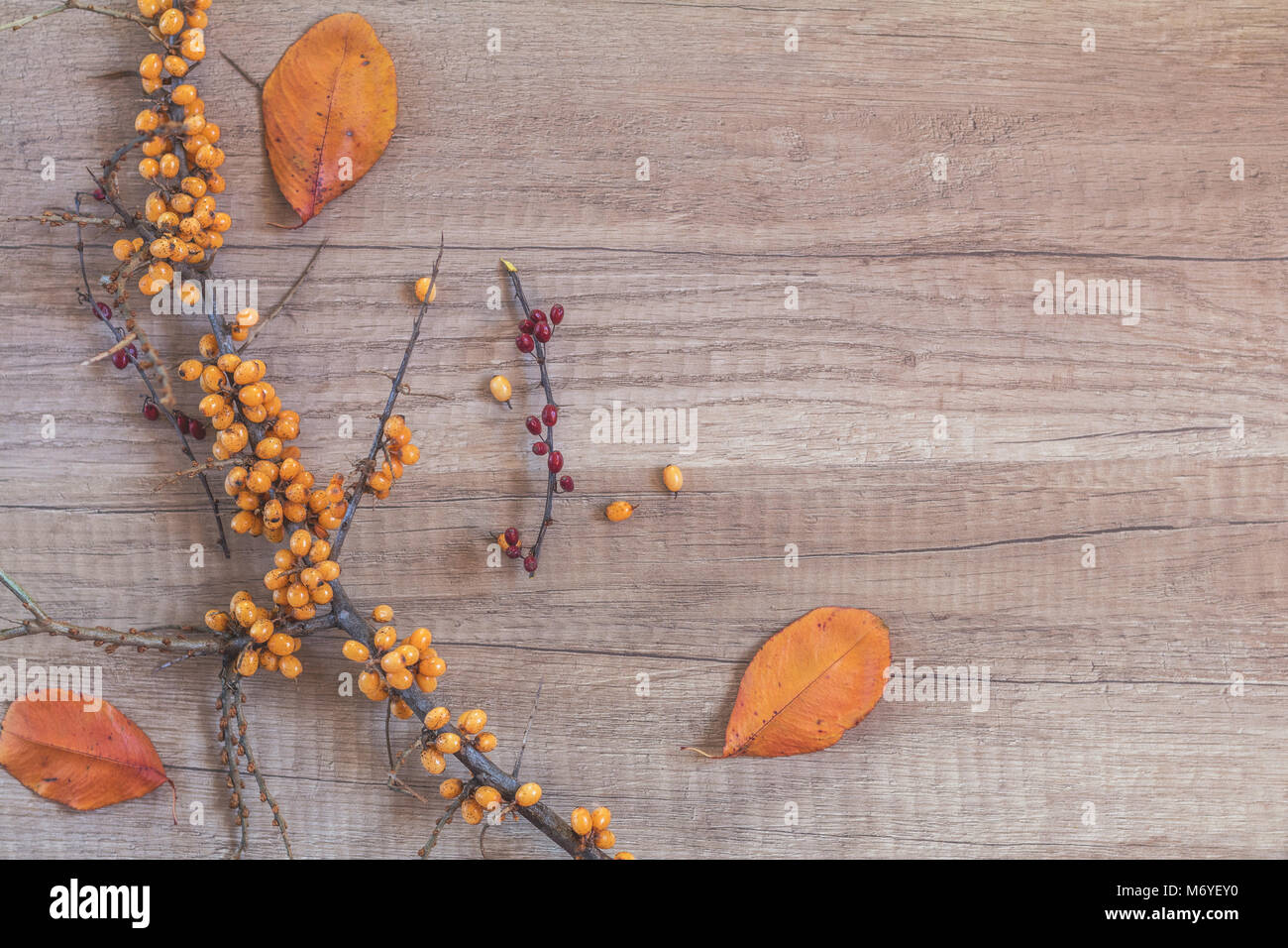 Herbst gesund Konzept. Zweig der gemeinsamen Sanddorn mit Berry und Hartriegel, getrocknet Herbst gelb treibt auf hellen Hintergrund. Getönten Foto mit Stockfoto