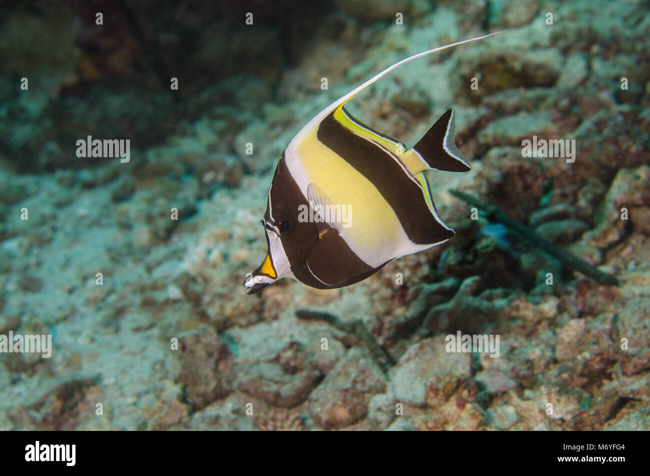 Maurische Idol, zanclus Dais, Zanclidae, Anilao, Philippinen, Asien Stockfoto