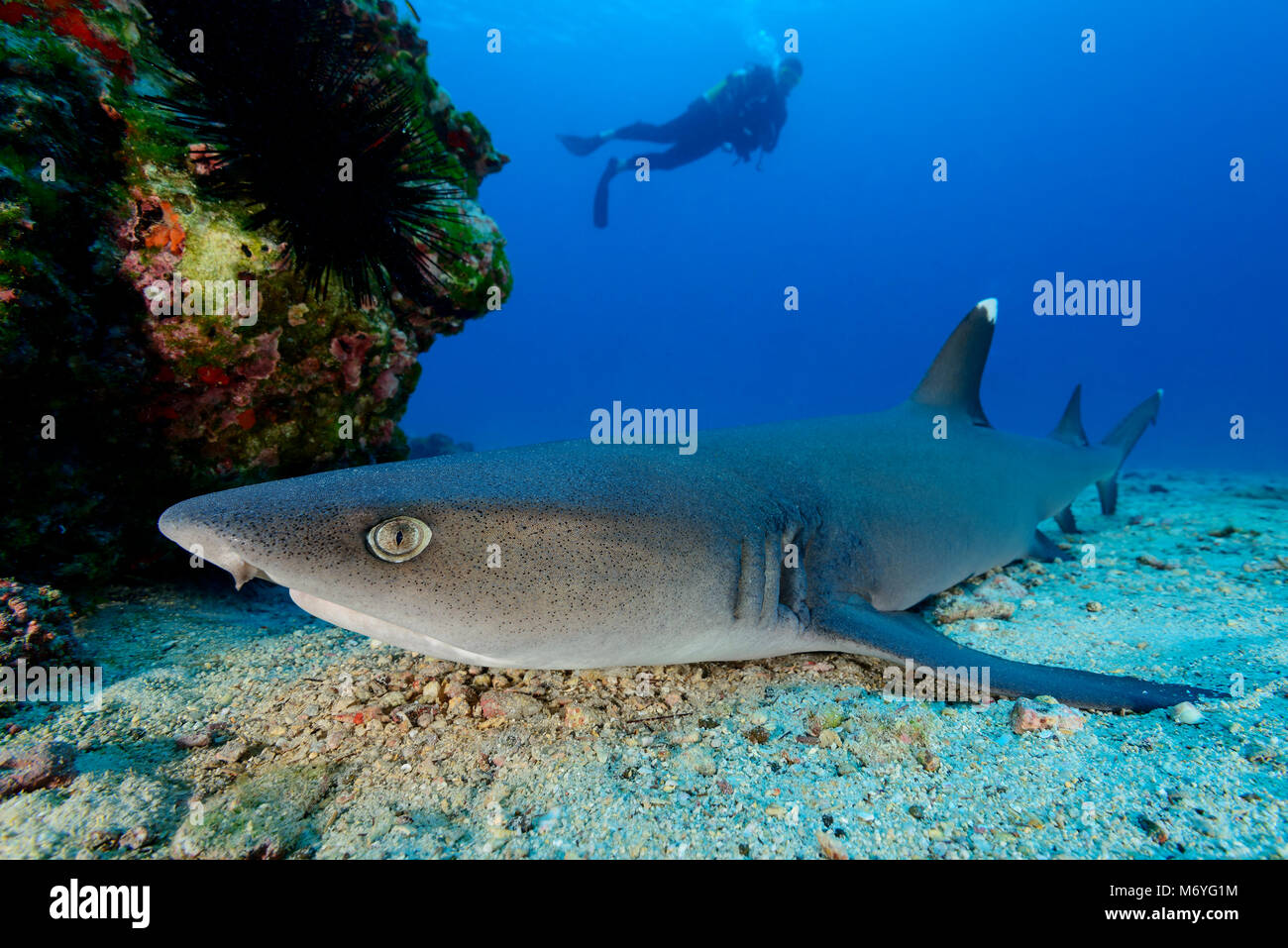 Weißspitzen-Riffhai, Triaenodon obesus und Scuba Diver, Cocos Island, Costa Rica, Pazifik, HERR Ja Stockfoto