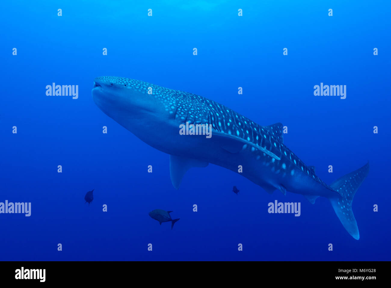 Der Walhai, der Firma IPCON Typus, Cocos Island, Costa Rica, Pazifik Stockfoto