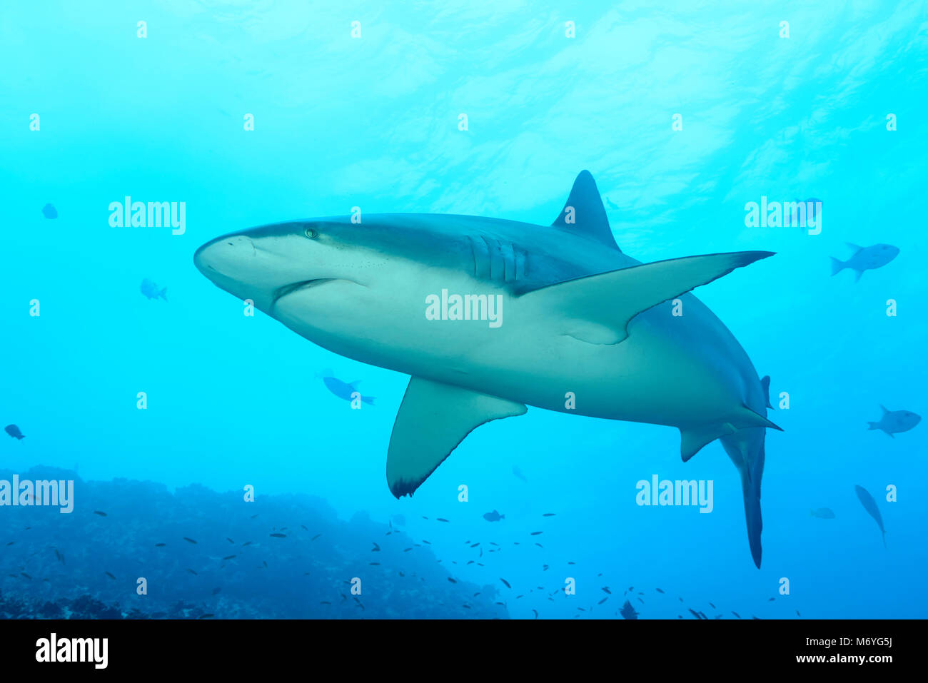 Shark, Carcharhinus galapagensis Galapagos, Cocos Island, Costa Rica, Pazifik Stockfoto