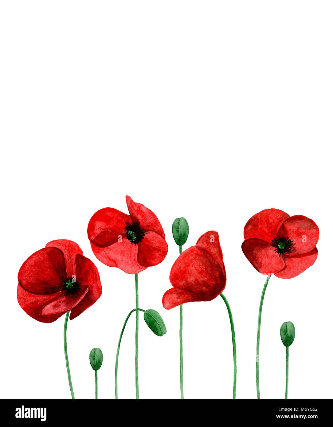Aquarell Mohnblumen. Rote Blumen Blumenstrauß. Grußkarte Design Template Stockfoto