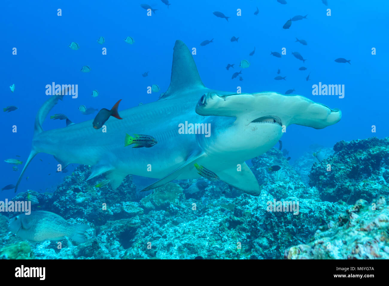Scalloped hammerhead Shark mit jugendlicher Mexican Hogfish als Reiniger Fisch, Sphyrna lewini, Cocos Island, Costa Rica, Pazifik Stockfoto