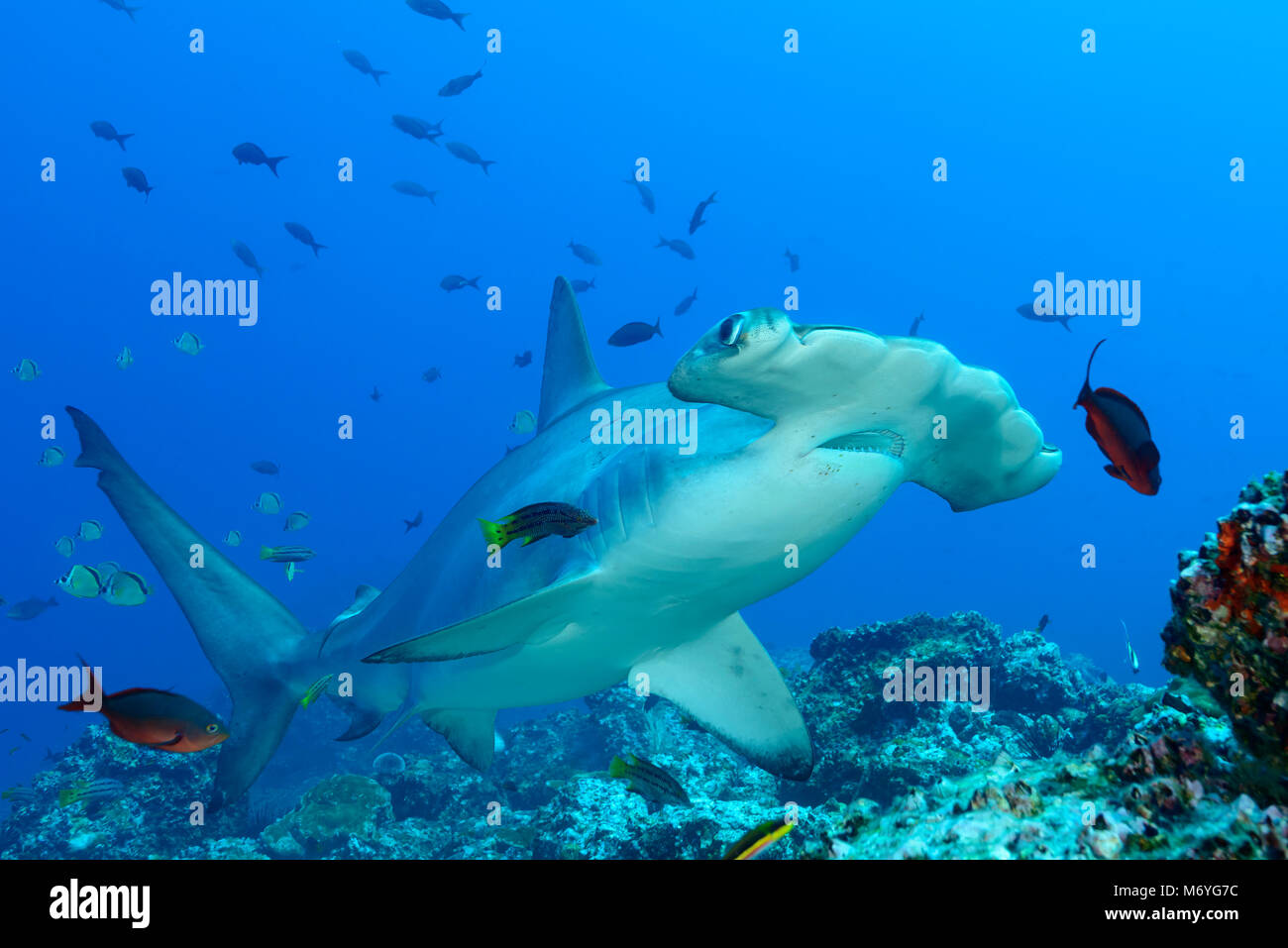Scalloped hammerhead Shark mit jugendlicher Mexican Hogfish als Reiniger Fisch, Sphyrna lewini, Cocos Island, Costa Rica, Pazifik Stockfoto