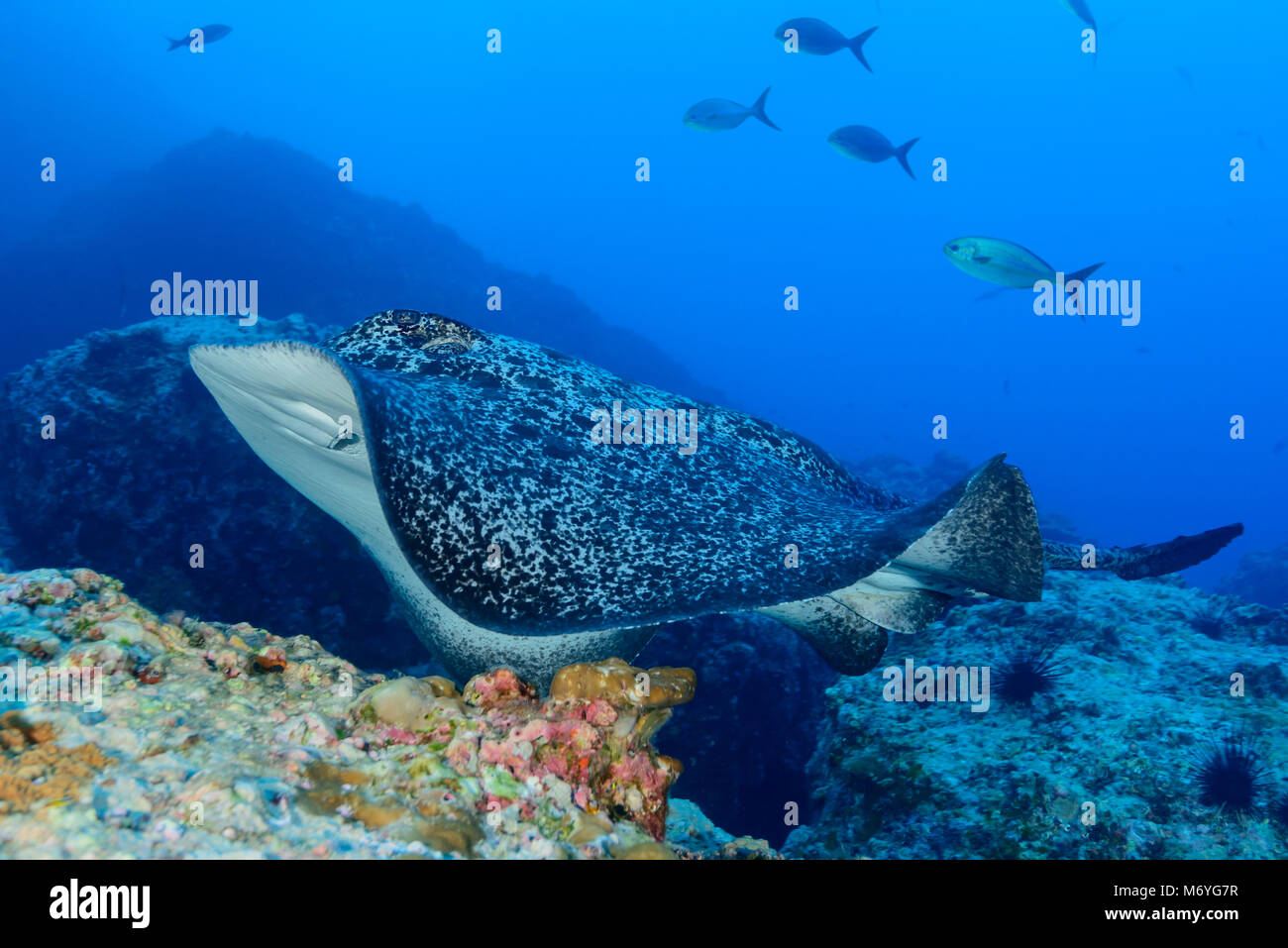 Marmor Ray, Taeniura meyeni, Cocos Island, Costa Rica, Pazifik Stockfoto