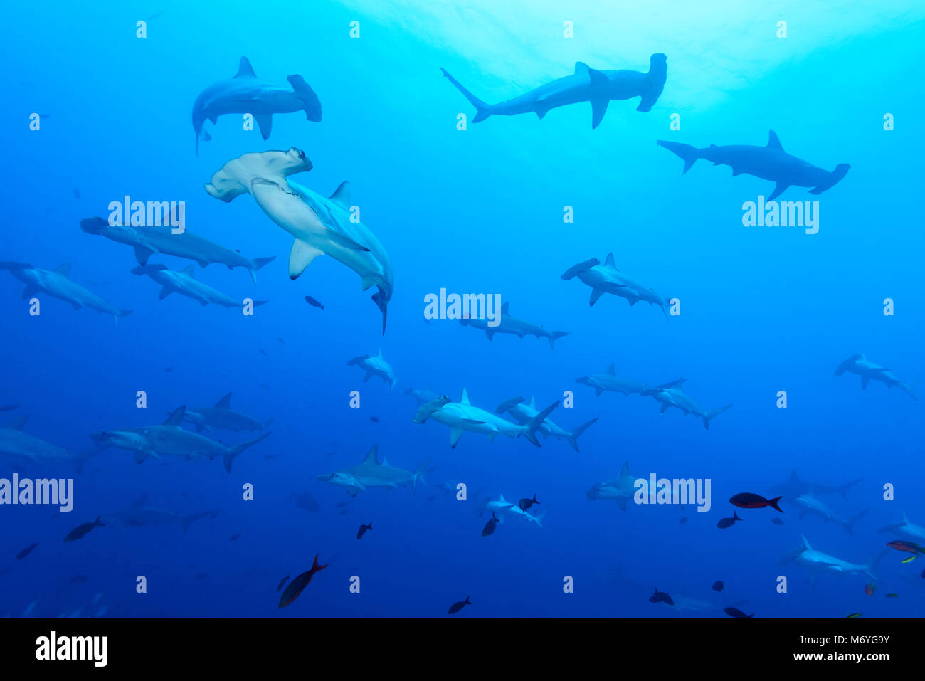 Bogenstirn Hammerhai, Sphyrna lewini, Schulbesuch Haie, Cocos Island, Costa Rica, Pazifik Stockfoto